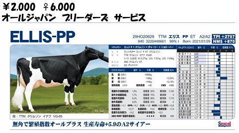 オールジャパンブリーダーズサービス　エリス PP